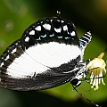 Jamides aleuas (Bright Cerulean) in Blue Arrow (wing span 3 cms) Only females were seen<br />Canon EOS KDX (400D) + EFS60 F2.8